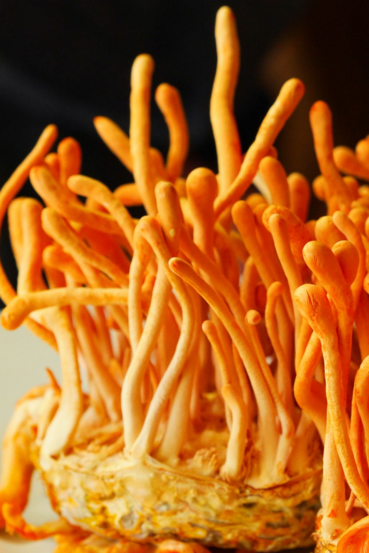 Cordyceps: Svampen der giver dig naturlig energi uden koffein
