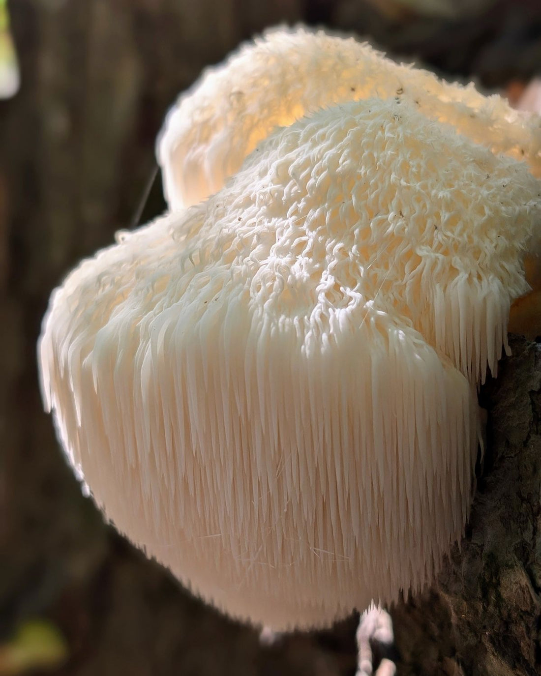 Lion's Mane: Naturens mest kraftfulde svamp til din hjerne